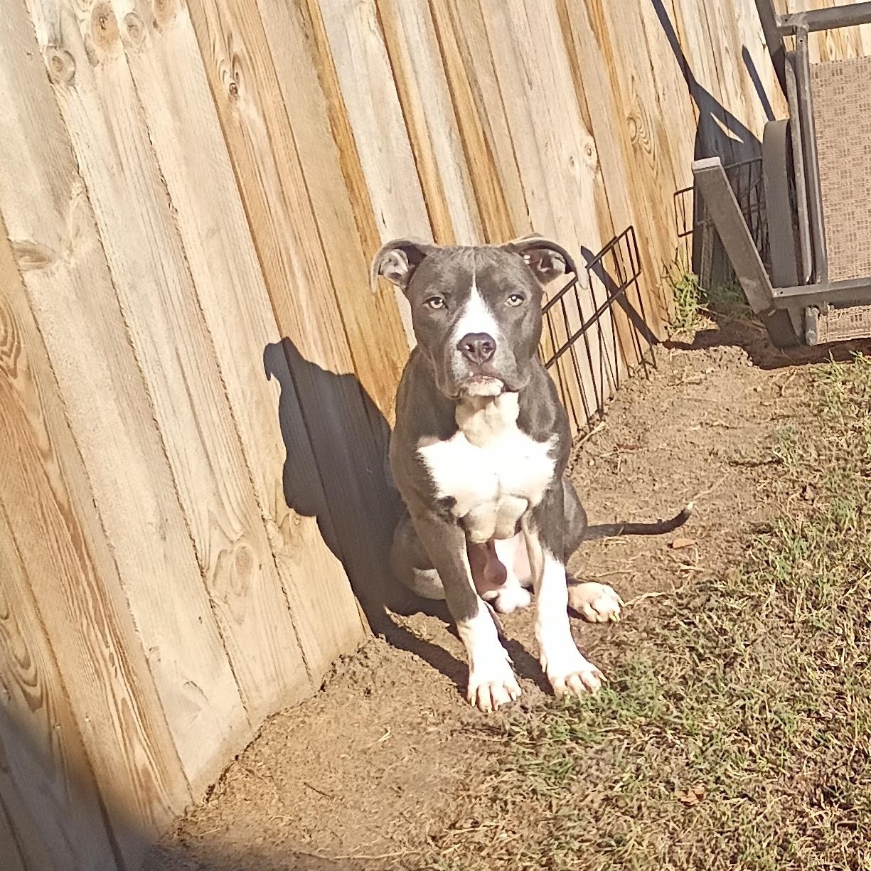 Journey, Adoptable, Young Male Great Dane.