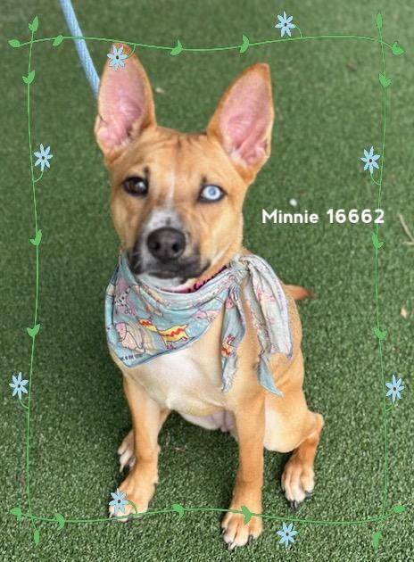 MINNIE/BIRKY, an adoptable mixed breed in Marietta, GA image 2/5