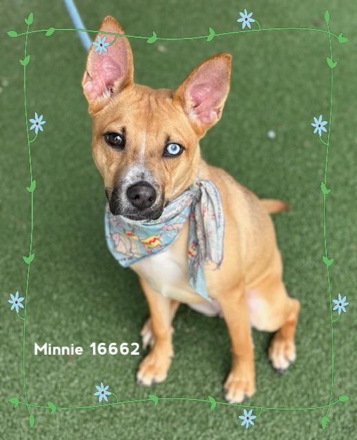 MINNIE/BIRKY, an adoptable mixed breed in Marietta, GA image 4/5