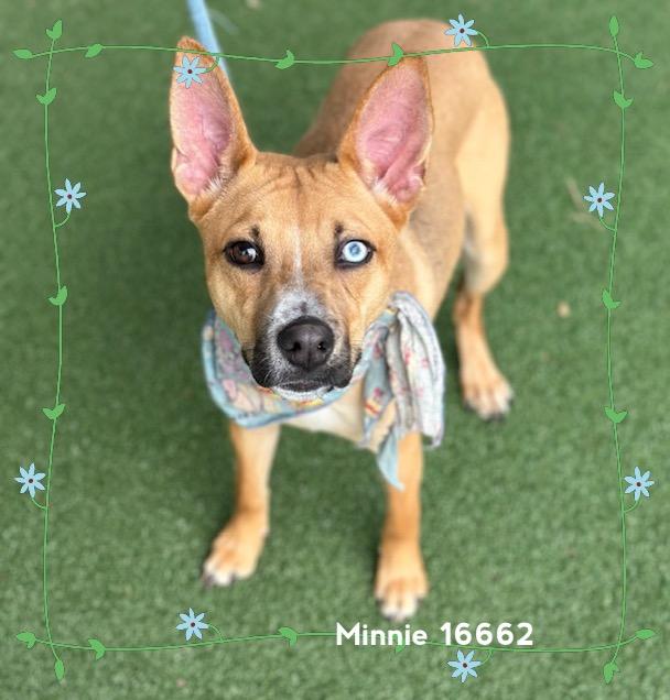 MINNIE/BIRKY, an adoptable mixed breed in Marietta, GA image 1/5