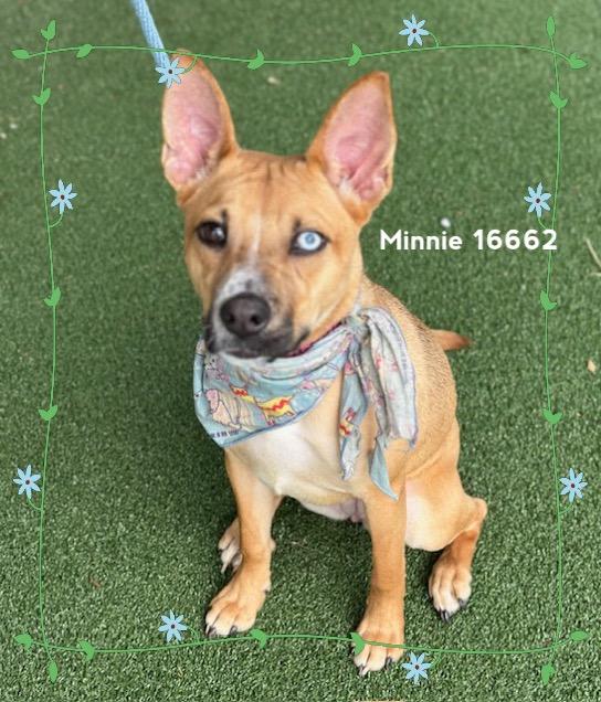 MINNIE/BIRKY, an adoptable mixed breed in Marietta, GA image 5/5