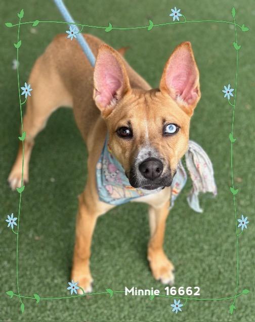 MINNIE/BIRKY, an adoptable mixed breed in Marietta, GA image 3/5