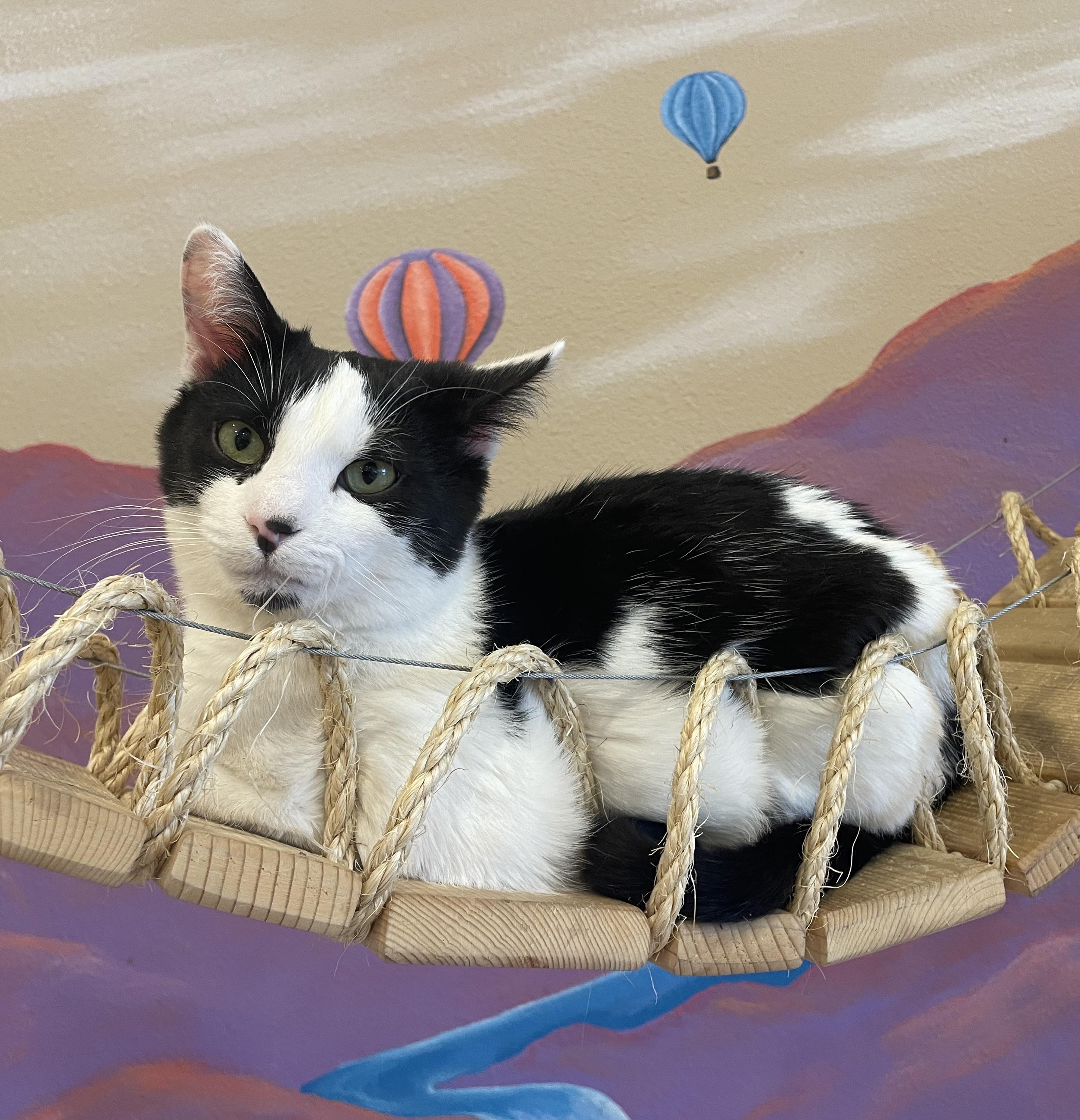 Enlarge Tony, a ADOPTABLE Domestic Short Hair in Albuquerque, NM image 2/2