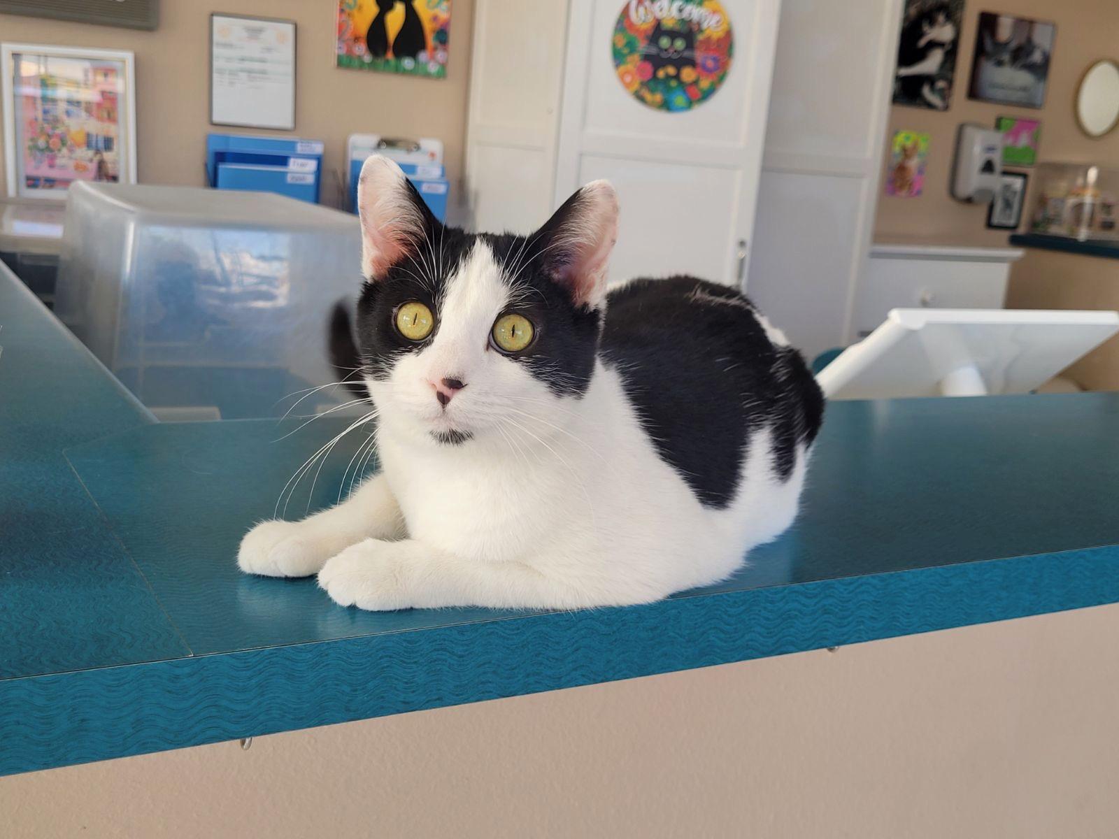 Tony, ADOPTABLE, Young Male Domestic Short Hair.