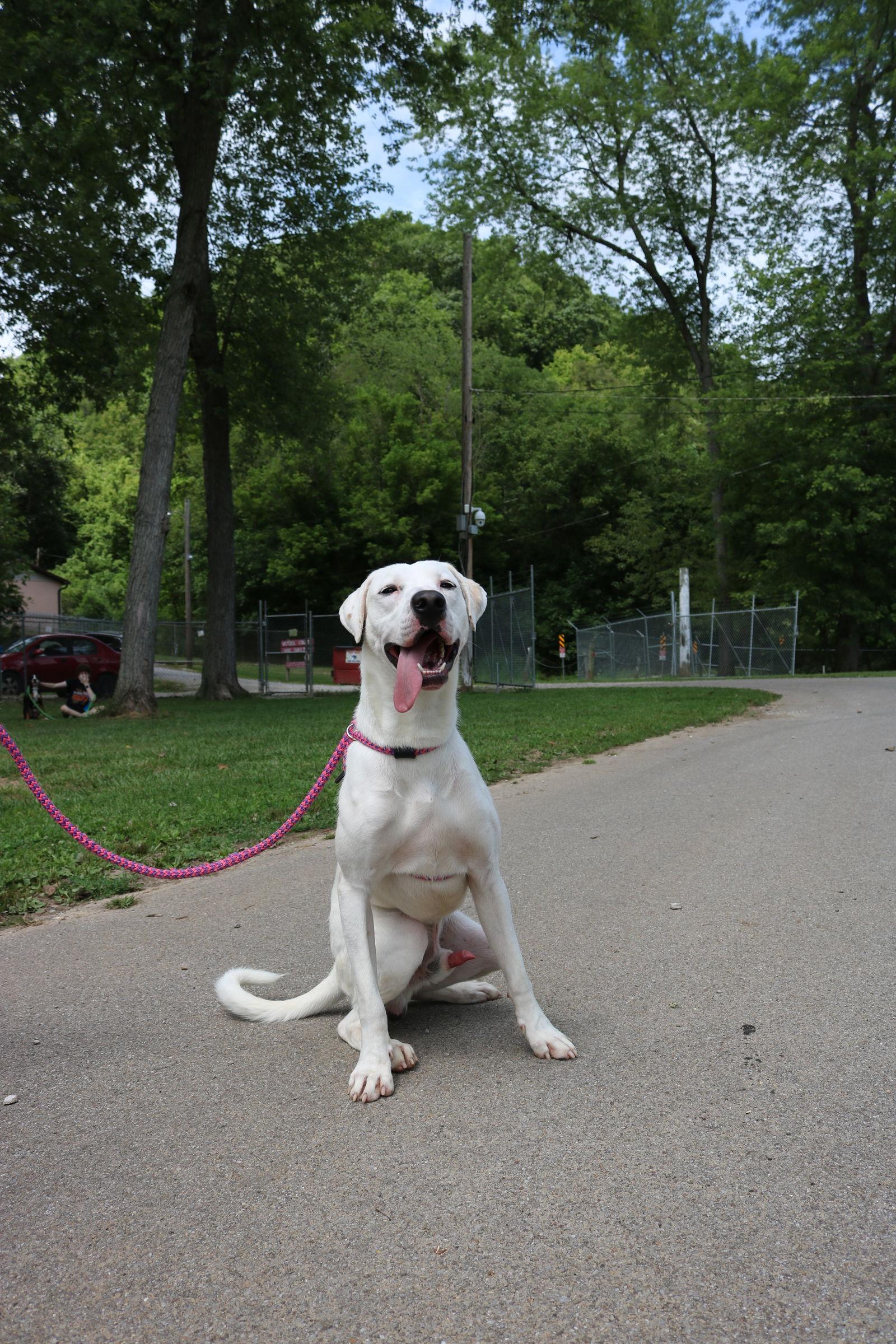 Enlarge Bowie, a Adoptable Great Dane in New Martinsville, WV image 1/3