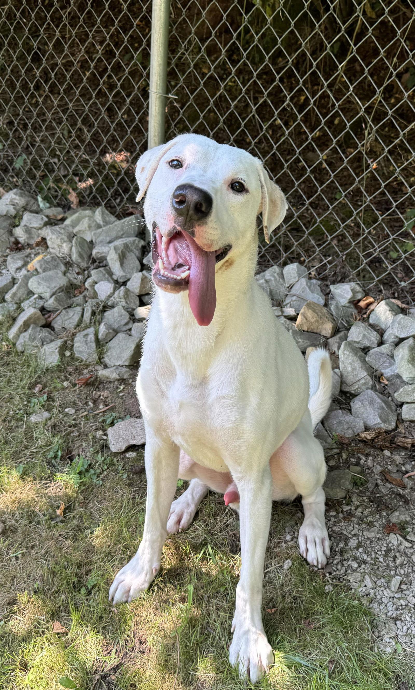 Enlarge Bowie, a Adoptable Great Dane in New Martinsville, WV image 3/3