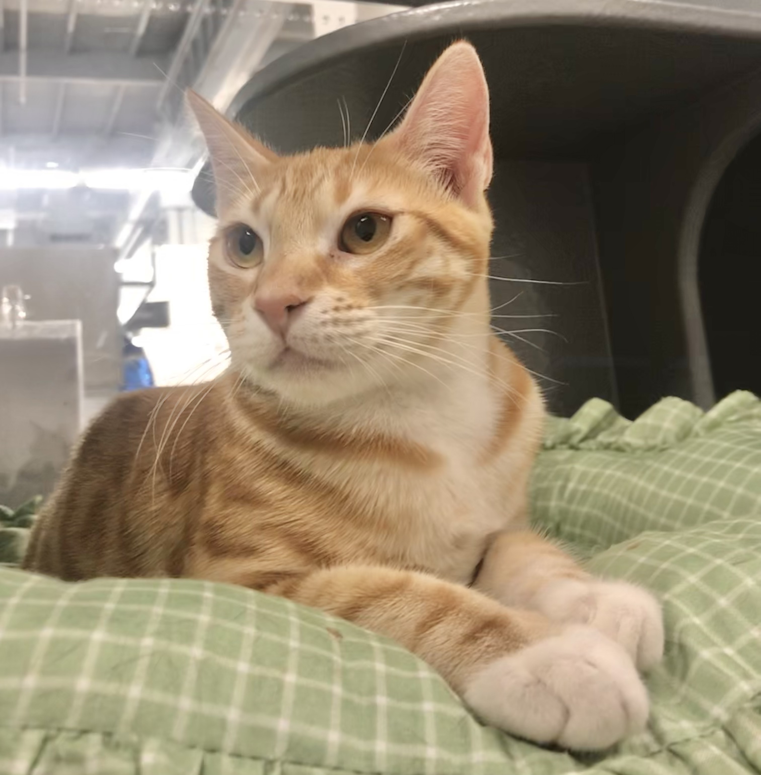Enlarge Pancake, a Adoptable American Shorthair in Vallejo, CA image 1/3