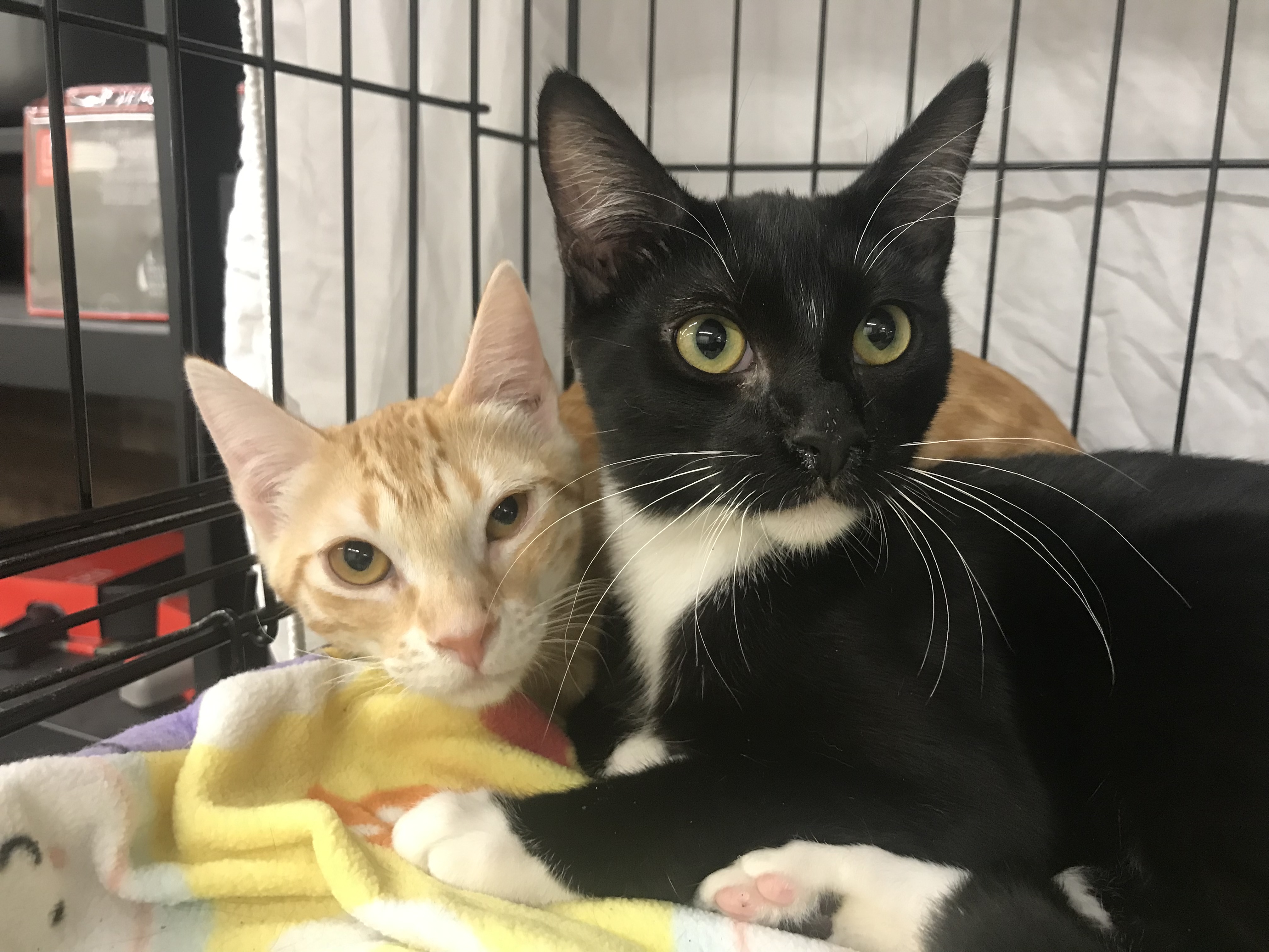 Enlarge Pancake, a Adoptable American Shorthair in Vallejo, CA image 2/3