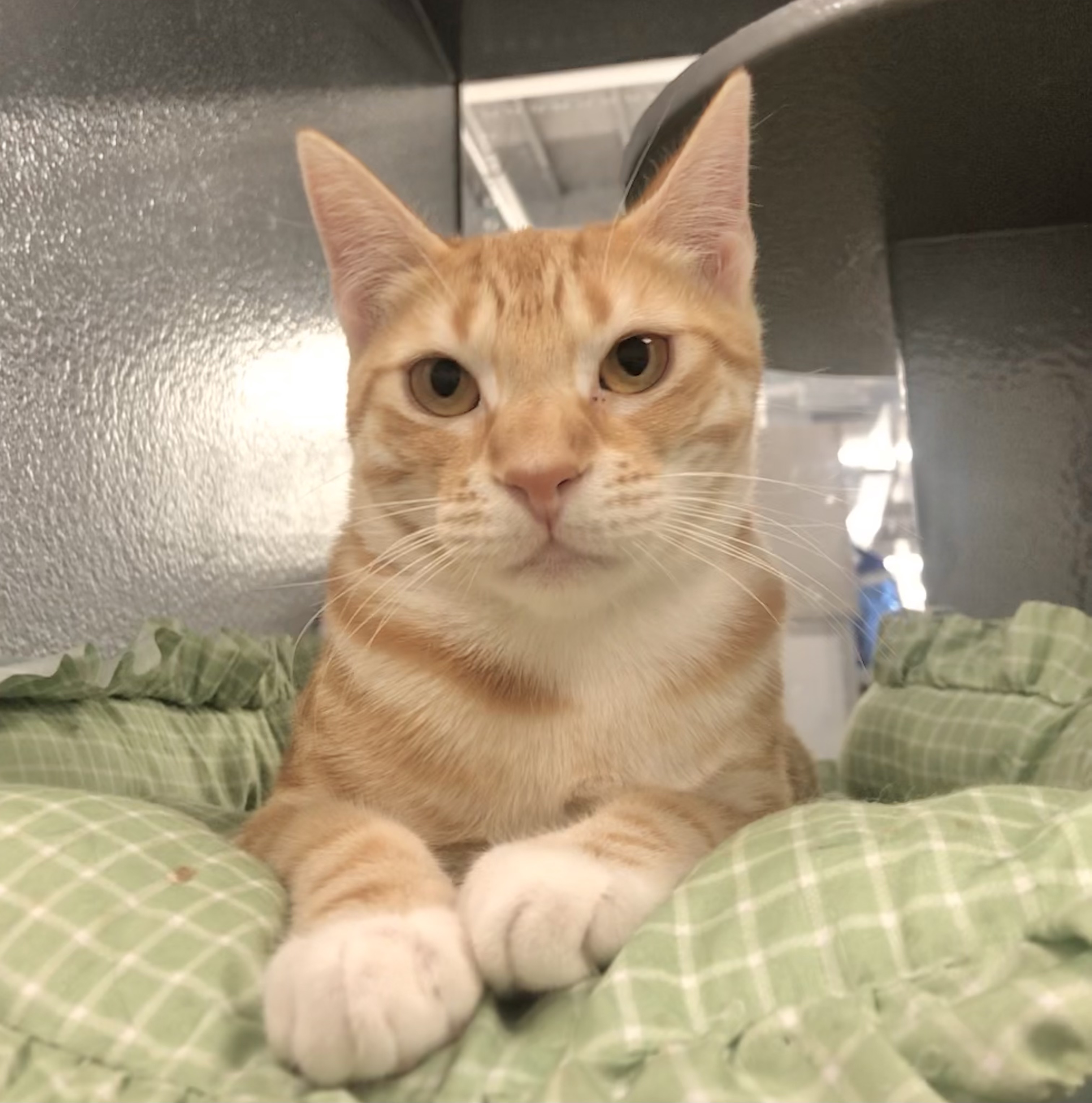 Enlarge Pancake, a Adoptable American Shorthair in Vallejo, CA image 3/3