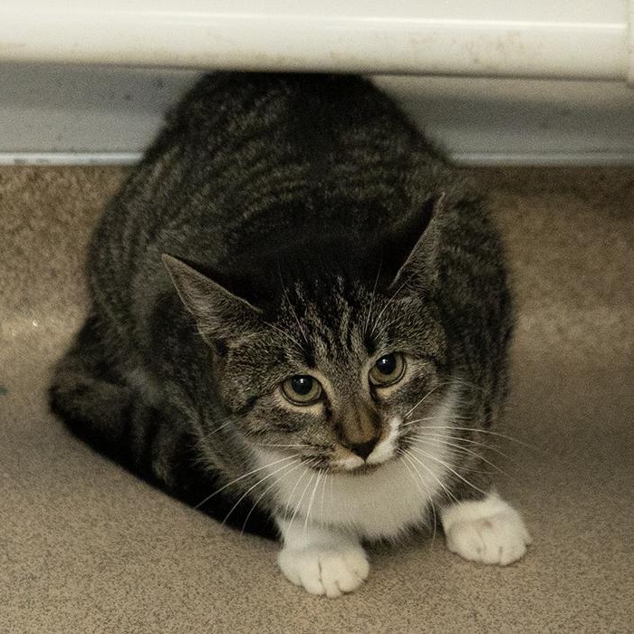 Eddie Munson, a ADOPTABLE Domestic Short Hair in Slidell, LA image 2/2