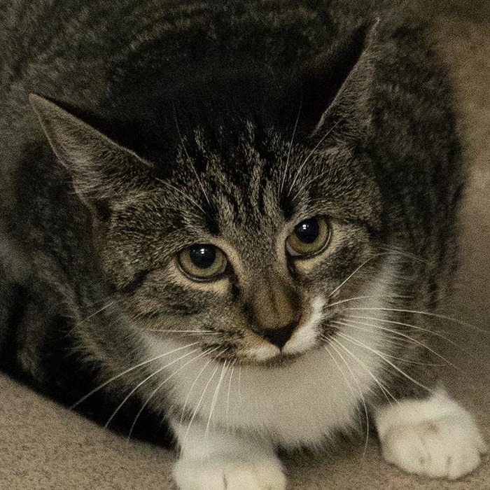 Eddie Munson, a ADOPTABLE Domestic Short Hair in Slidell, LA image 1/2