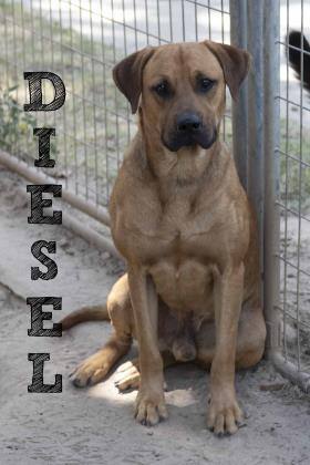 Enlarge Diesel, a Adoptable mixed breed image 1/1