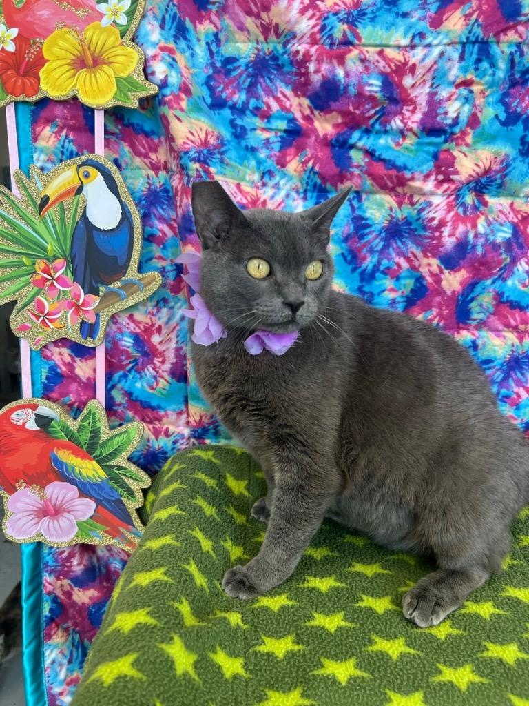 Hazel, Adoptable, Young Female Domestic Short Hair.