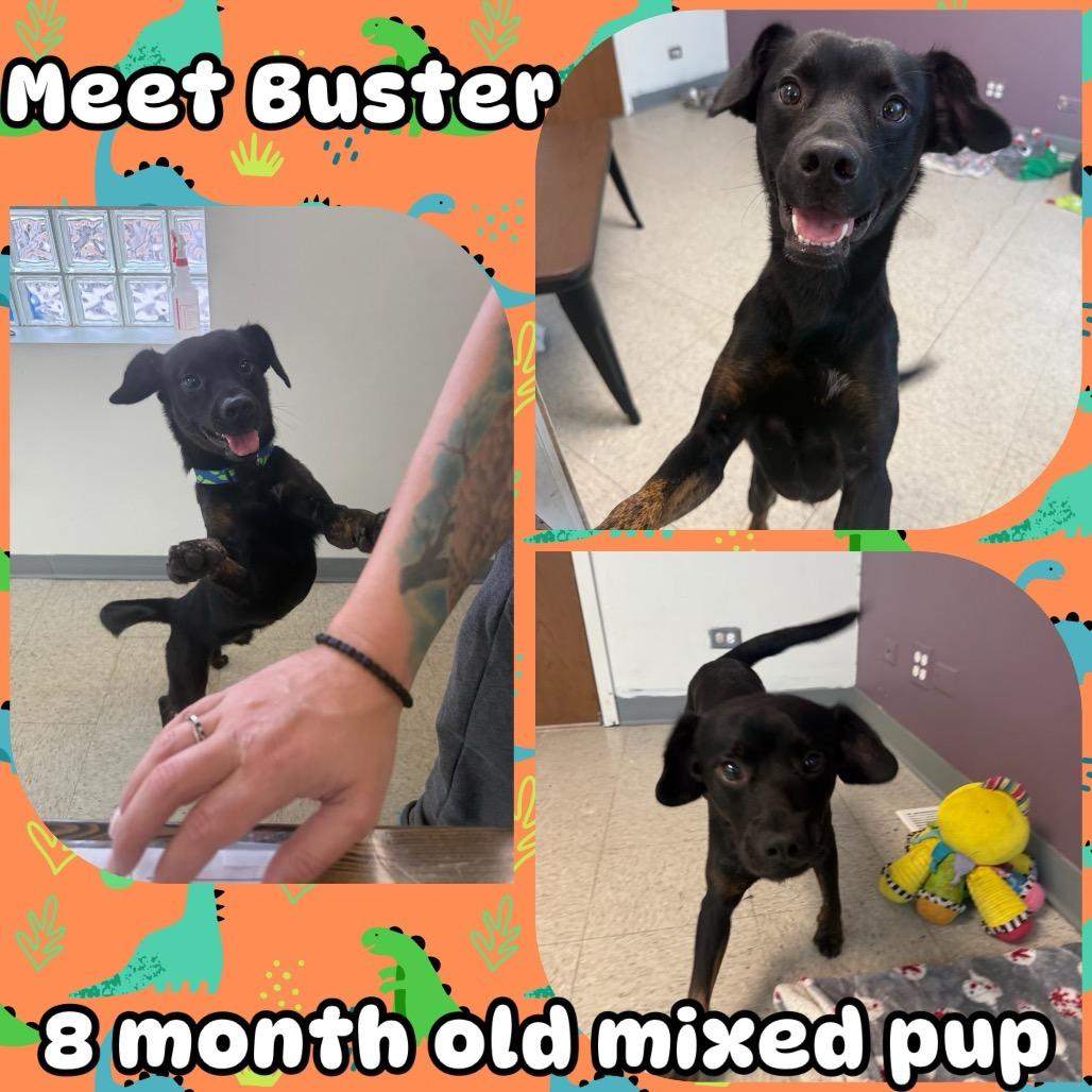 Enlarge Buster, a Adoptable Mixed Breed in Homewood, IL image 1/1
