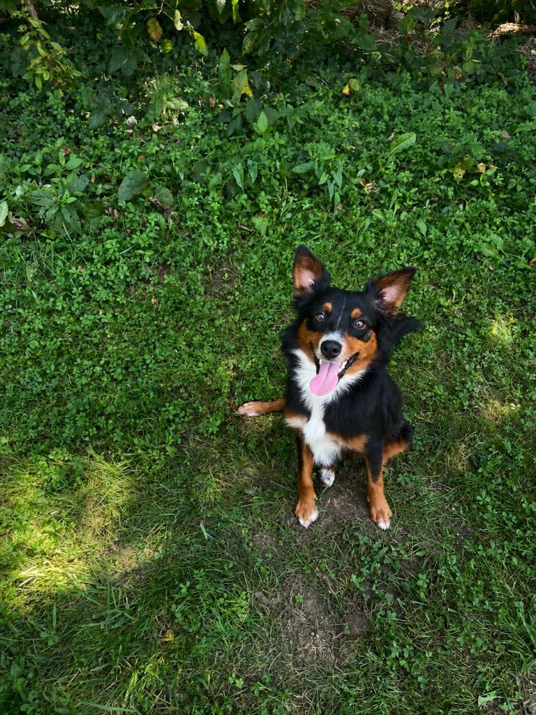 Dolly, ADOPTABLE, Adult Female Australian Shepherd & Mixed Breed.