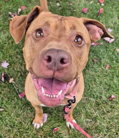 Pumpkin Pie, Adoptable, Adult Female Pit Bull Terrier & Mixed Breed.