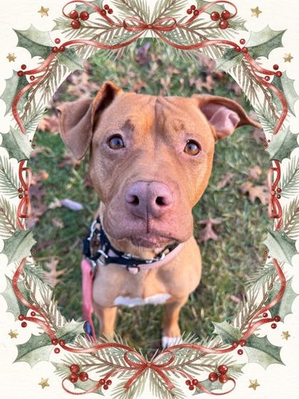 Enlarge Pumpkin Pie, a Adoptable mixed breed in Valley View, OH image 3/3