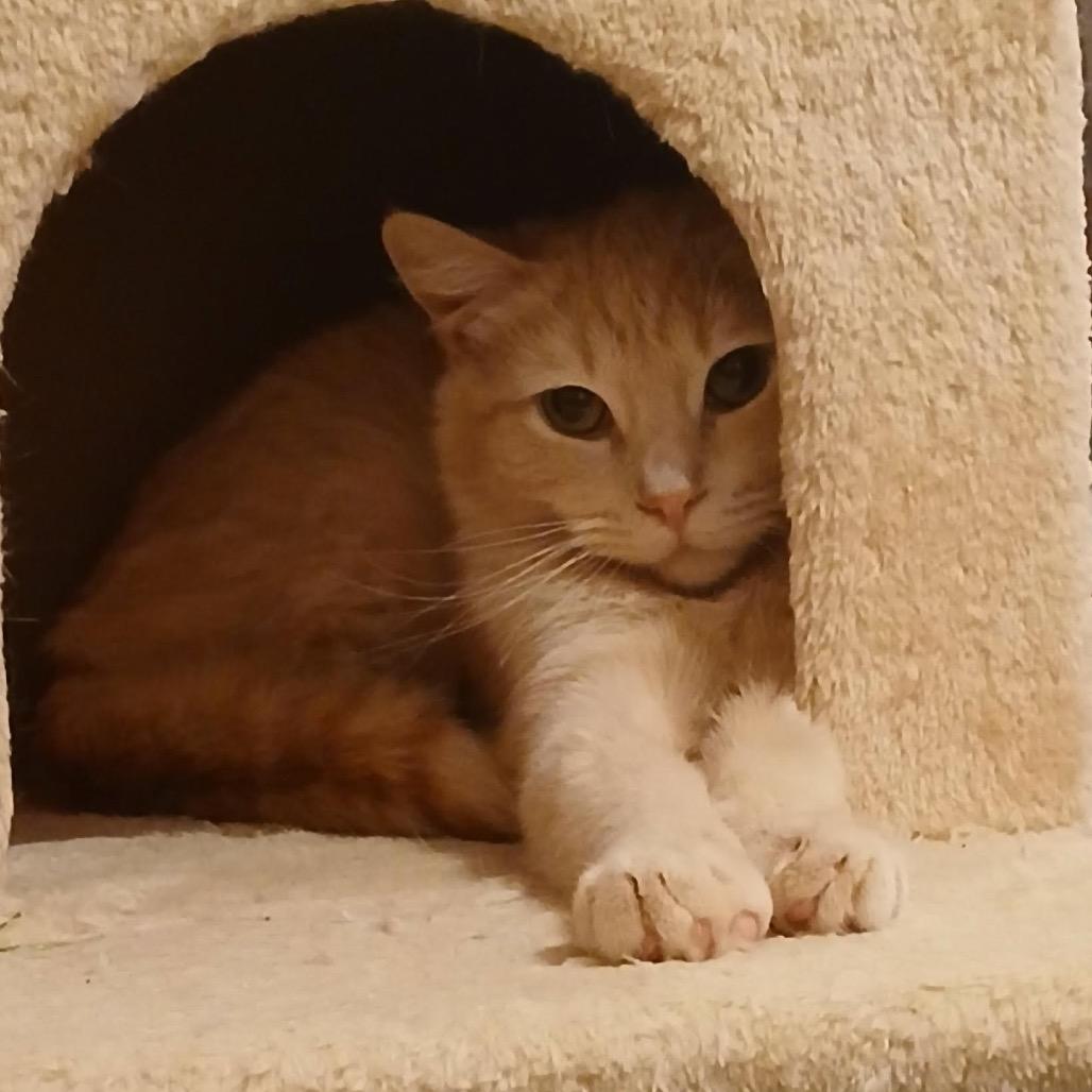 Bixby C6424, Adoptable, Young Male Domestic Medium Hair & Domestic Short Hair.