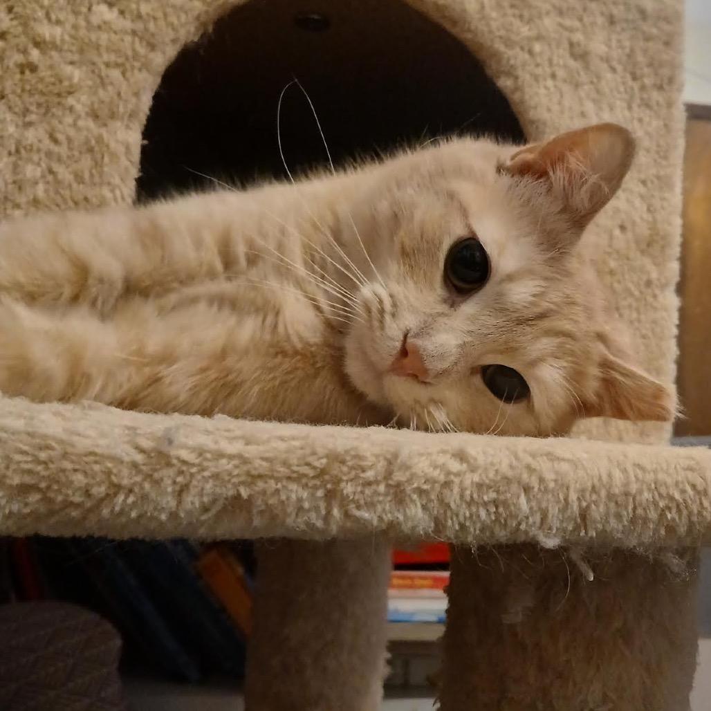 Enlarge Bixby C6424, a Adoptable mixed breed in Princeton, MN image 2/3