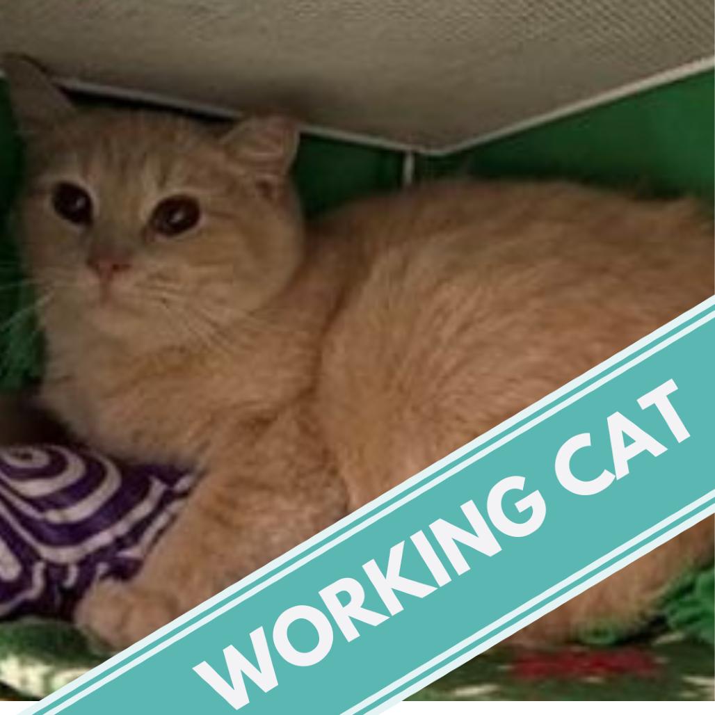 Enlarge Bixby C6424, a Adoptable mixed breed in Princeton, MN image 3/3