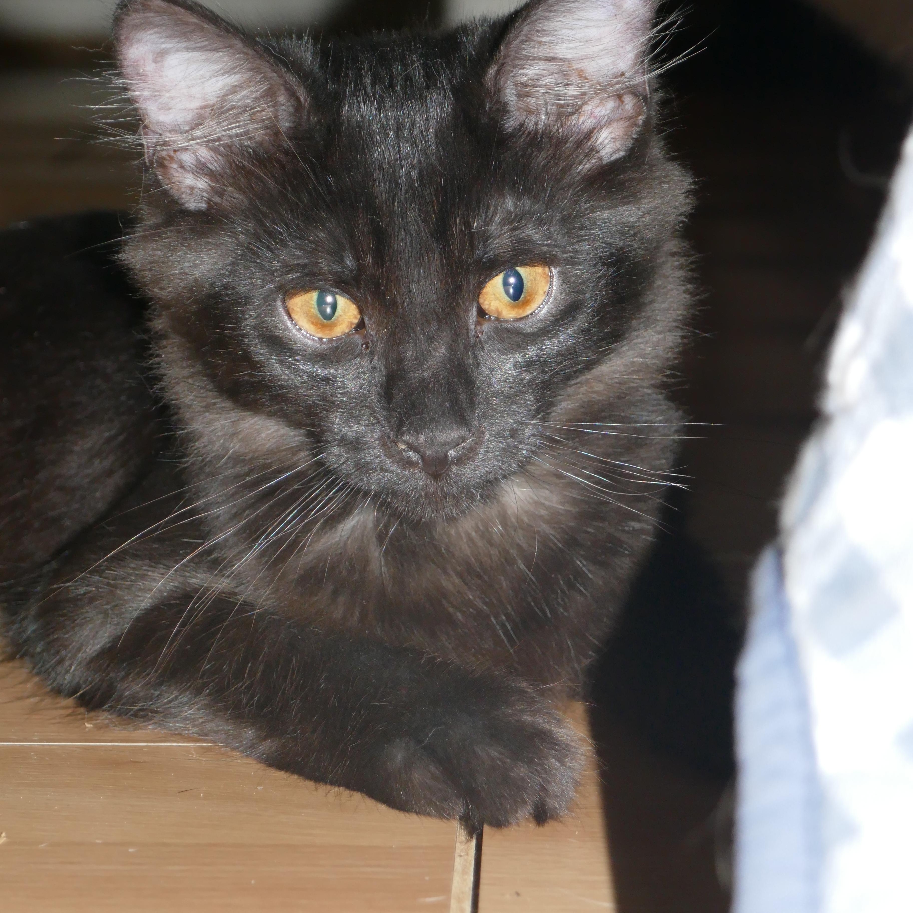 Enlarge Rufus, a Adoptable mixed breed in Fresno, CA image 4/4