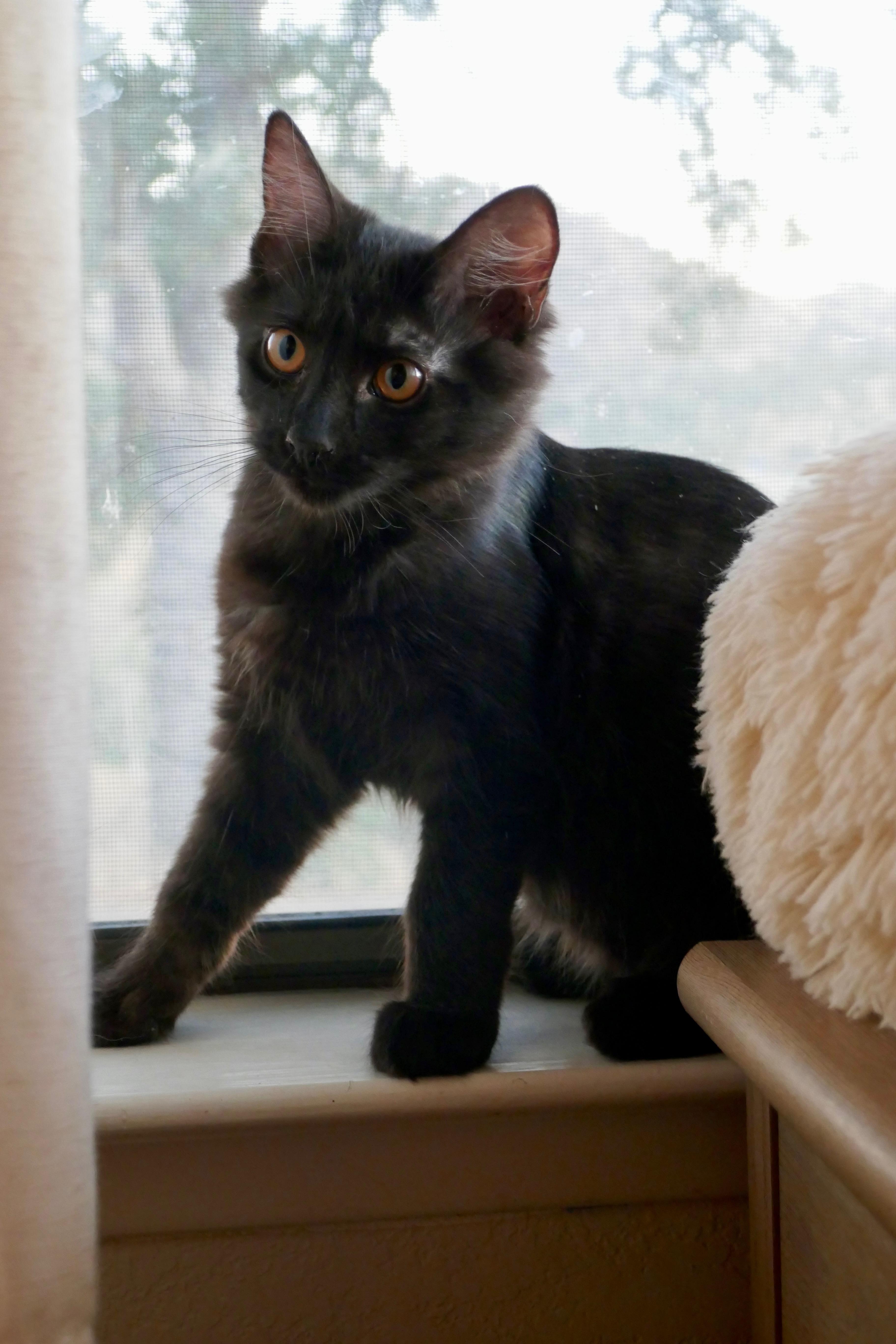 Enlarge Rufus, a Adoptable mixed breed in Fresno, CA image 1/4