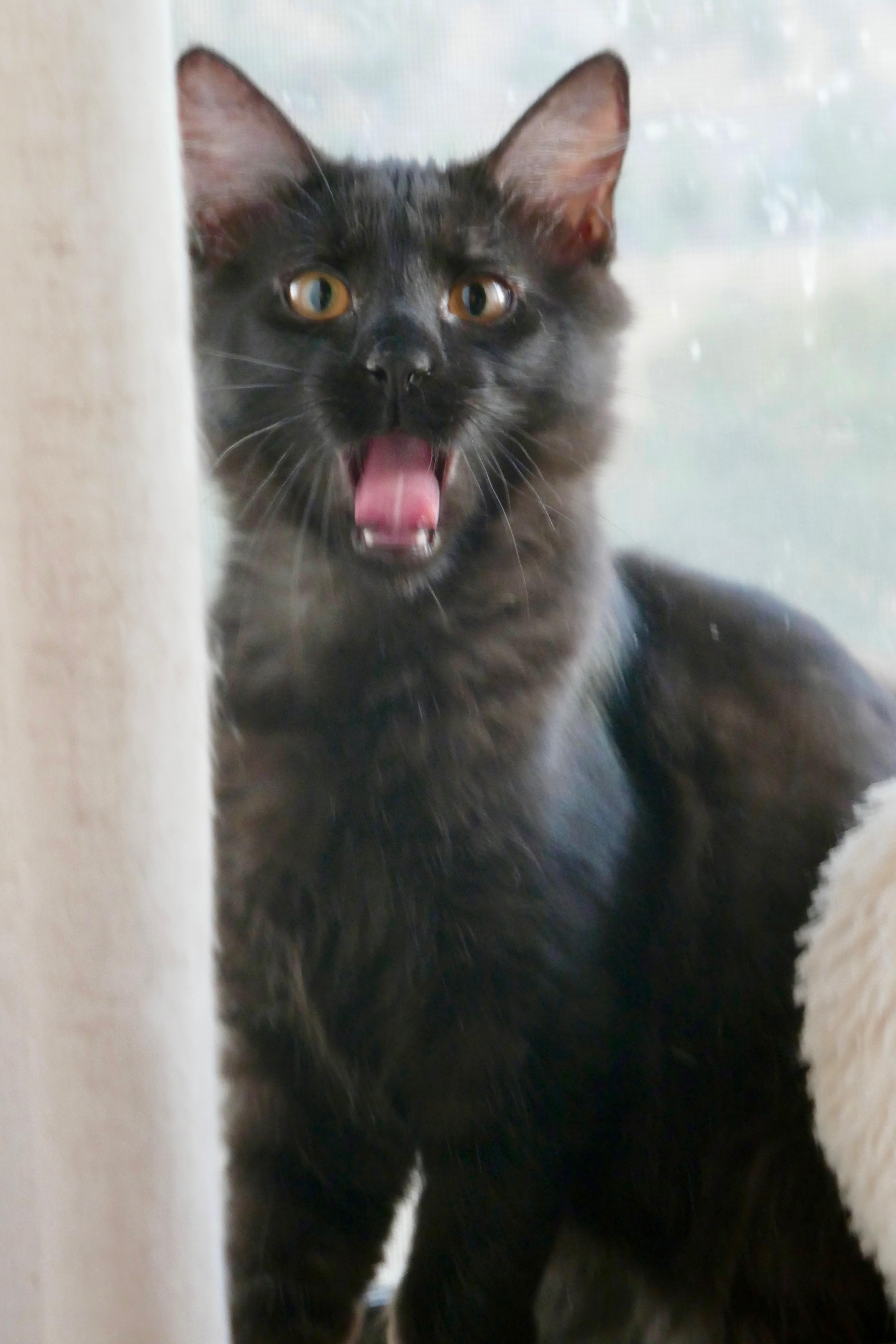 Rufus photo