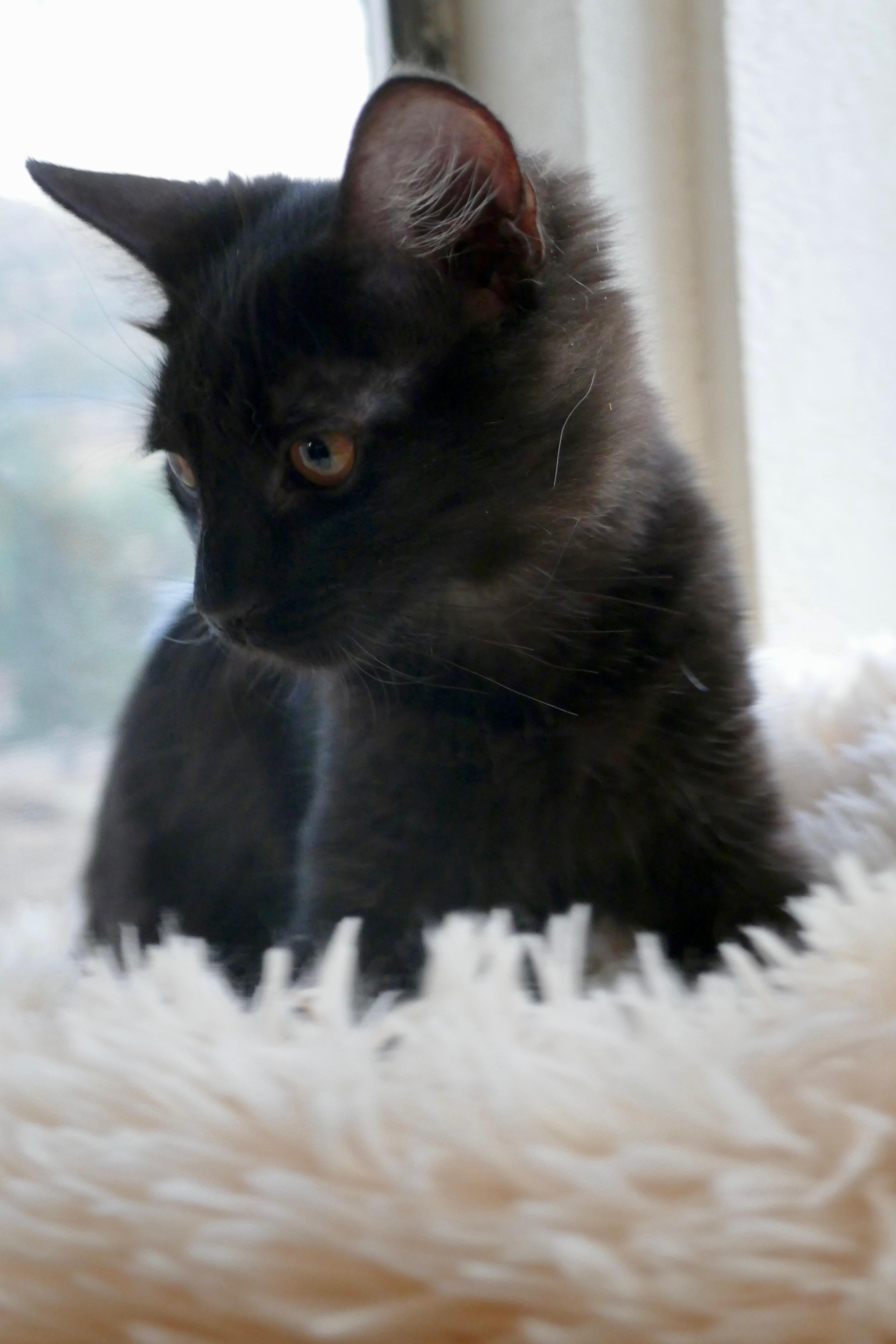 Enlarge Rufus, a Adoptable mixed breed in Fresno, CA image 2/4