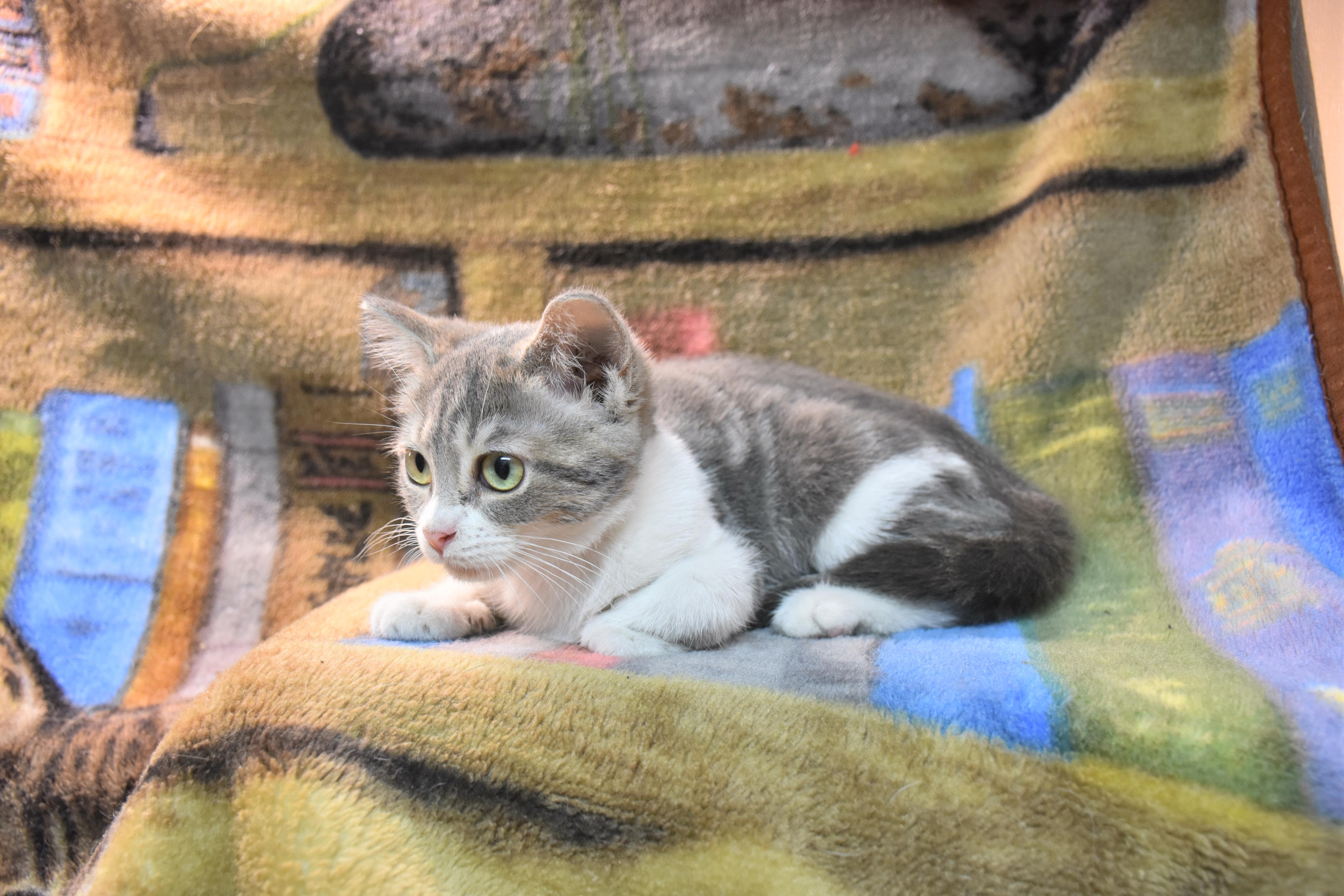 Unity, ADOPTABLE, Kitten Female Domestic Short Hair.