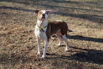 Anise, Adoptable, Adult Female Mixed Breed & Mixed Breed.