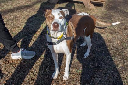 Enlarge Anise, a Adoptable Mixed Breed in Kansas City, MO image 2/2