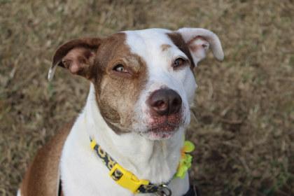 Enlarge Anise, a Adoptable Mixed Breed in Kansas City, MO image 2/3