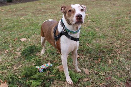 Anise, Adoptable, Adult Female Mixed Breed & Mixed Breed.