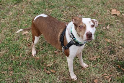 Enlarge Anise, a Adoptable Mixed Breed in Kansas City, MO image 2/2