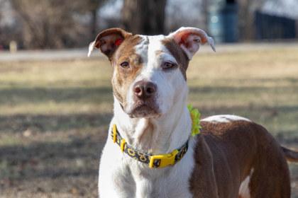 Enlarge Anise, a Adoptable Mixed Breed in Kansas City, MO image 3/3