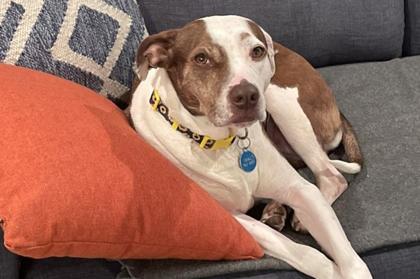 Enlarge Anise, a Adoptable Mixed Breed in Kansas City, MO image 3/3