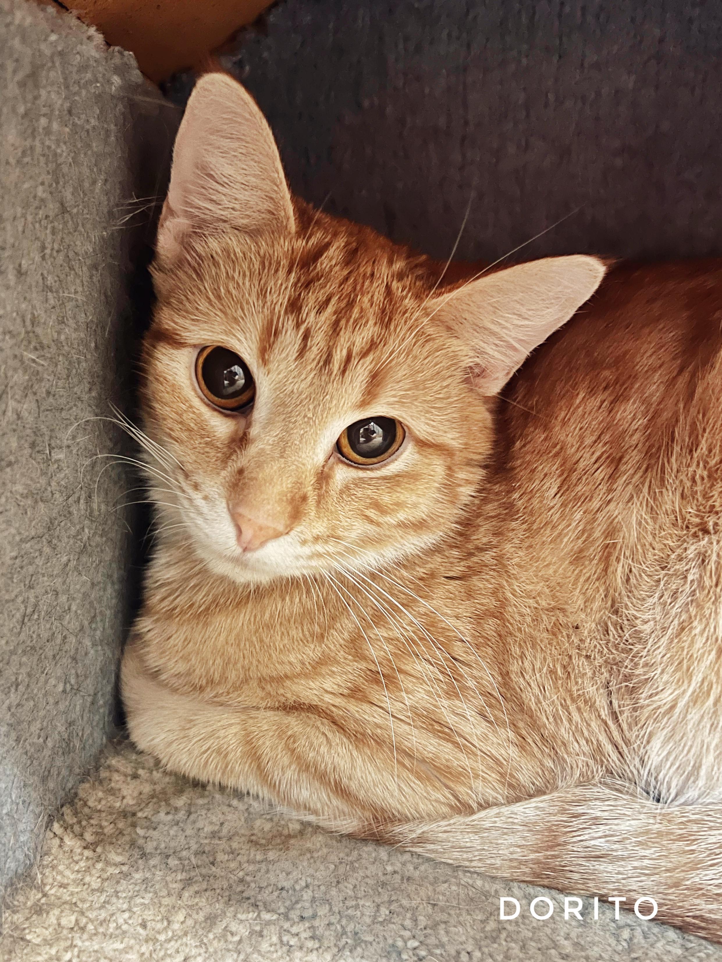 Enlarge Dorito, a Adoptable Domestic Short Hair in Peace River, AB image 1/1