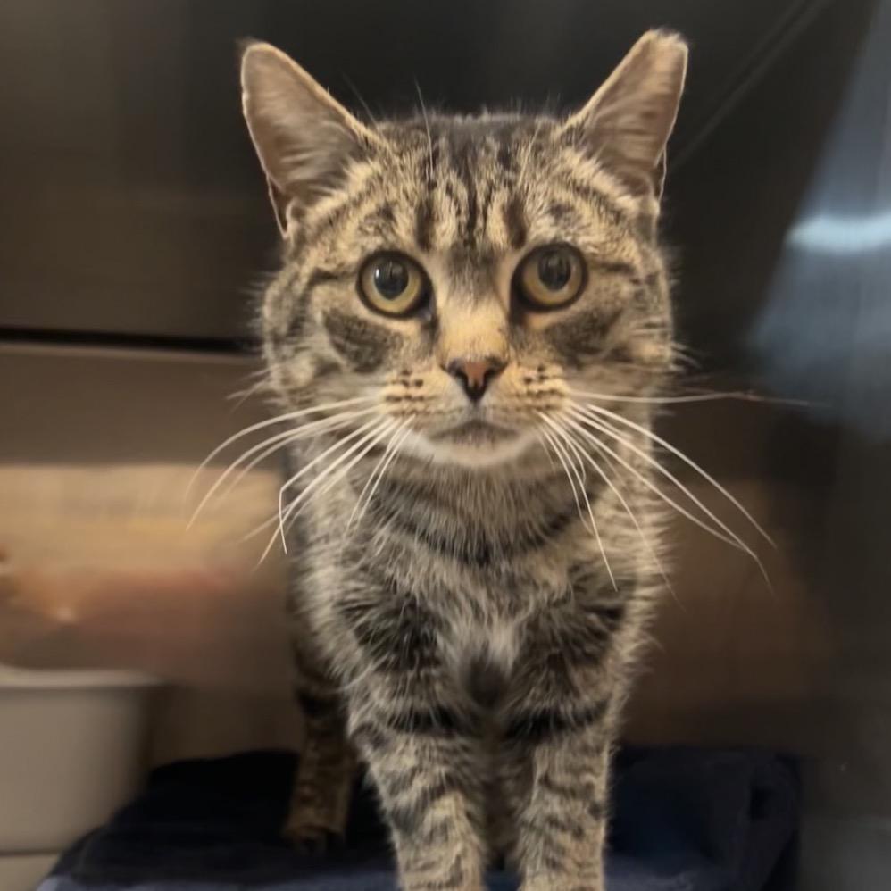 Enlarge Jewlz, a Adoptable Domestic Short Hair in Manheim, PA image 1/1