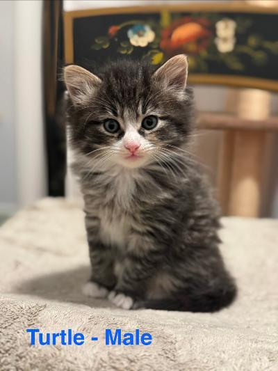 Turtle, ADOPTABLE, Kitten Male Tabby.
