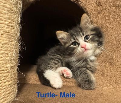 Enlarge Turtle, a ADOPTABLE Tabby in Staunton, VA image 5/5