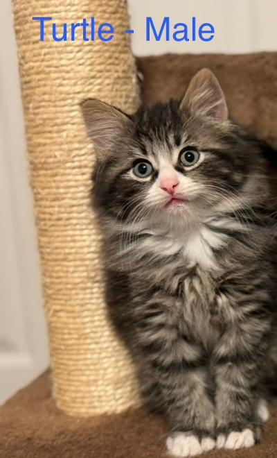 Enlarge Turtle, a ADOPTABLE Tabby in Staunton, VA image 2/5