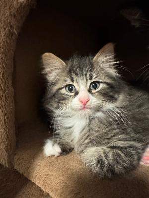 Enlarge Turtle, a ADOPTABLE Tabby in Staunton, VA image 3/5