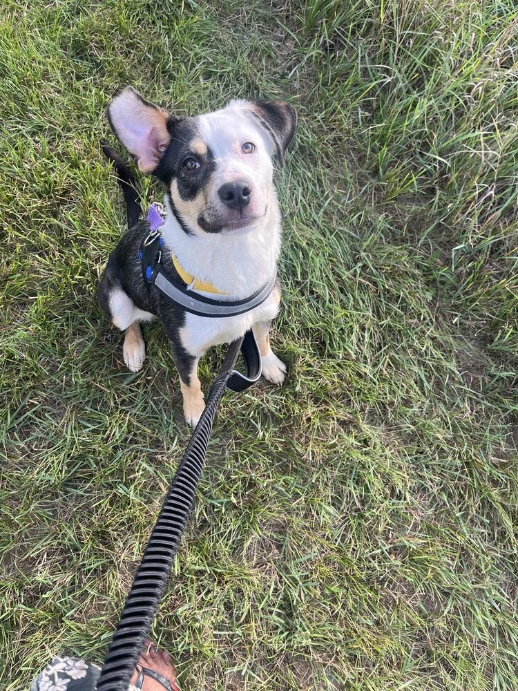 Enlarge Clover (was Pupfish), a Adoptable mixed breed in Coldwater, MI image 2/5