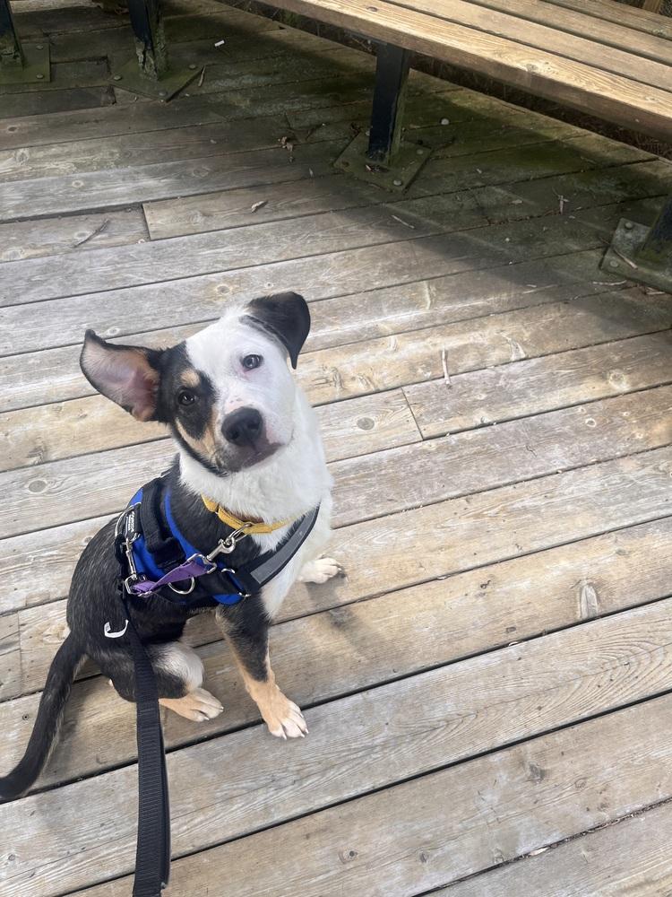 Enlarge Clover (was Pupfish), a Adoptable mixed breed in Coldwater, MI image 4/5