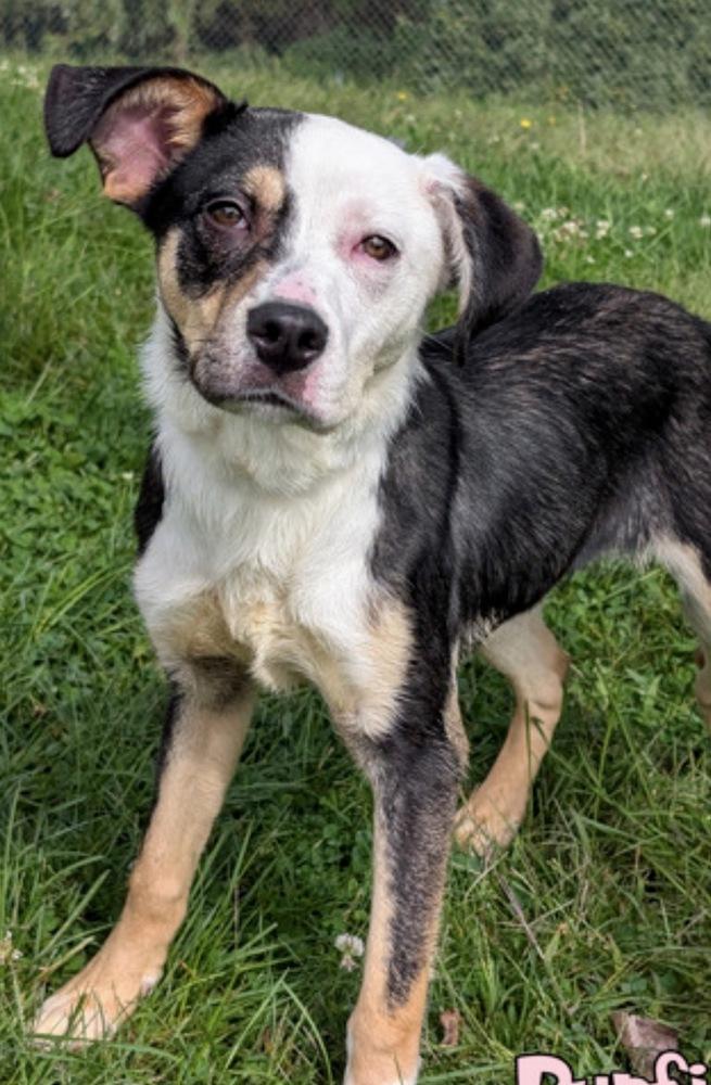Clover (was Pupfish), Adoptable, Puppy Female Border Collie & Jack Russell Terrier.
