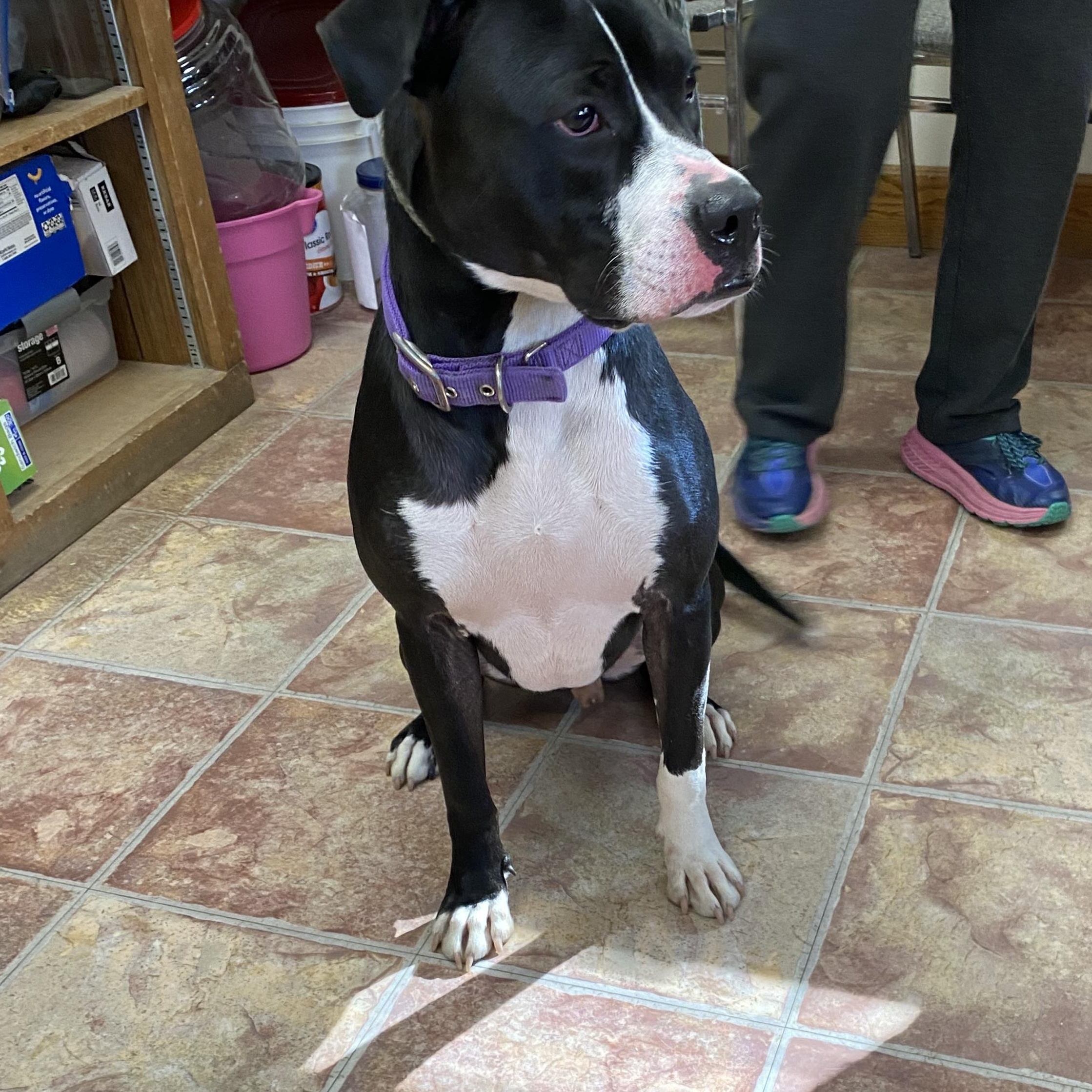 Kane, a Adoptable mixed breed in Choteau, MT image 2/2