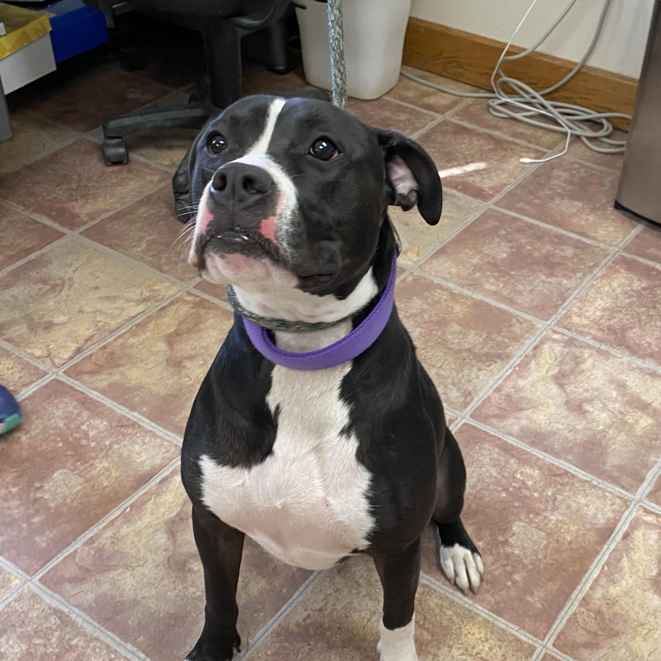 Kane, Adoptable, Young Male Pit Bull Terrier.