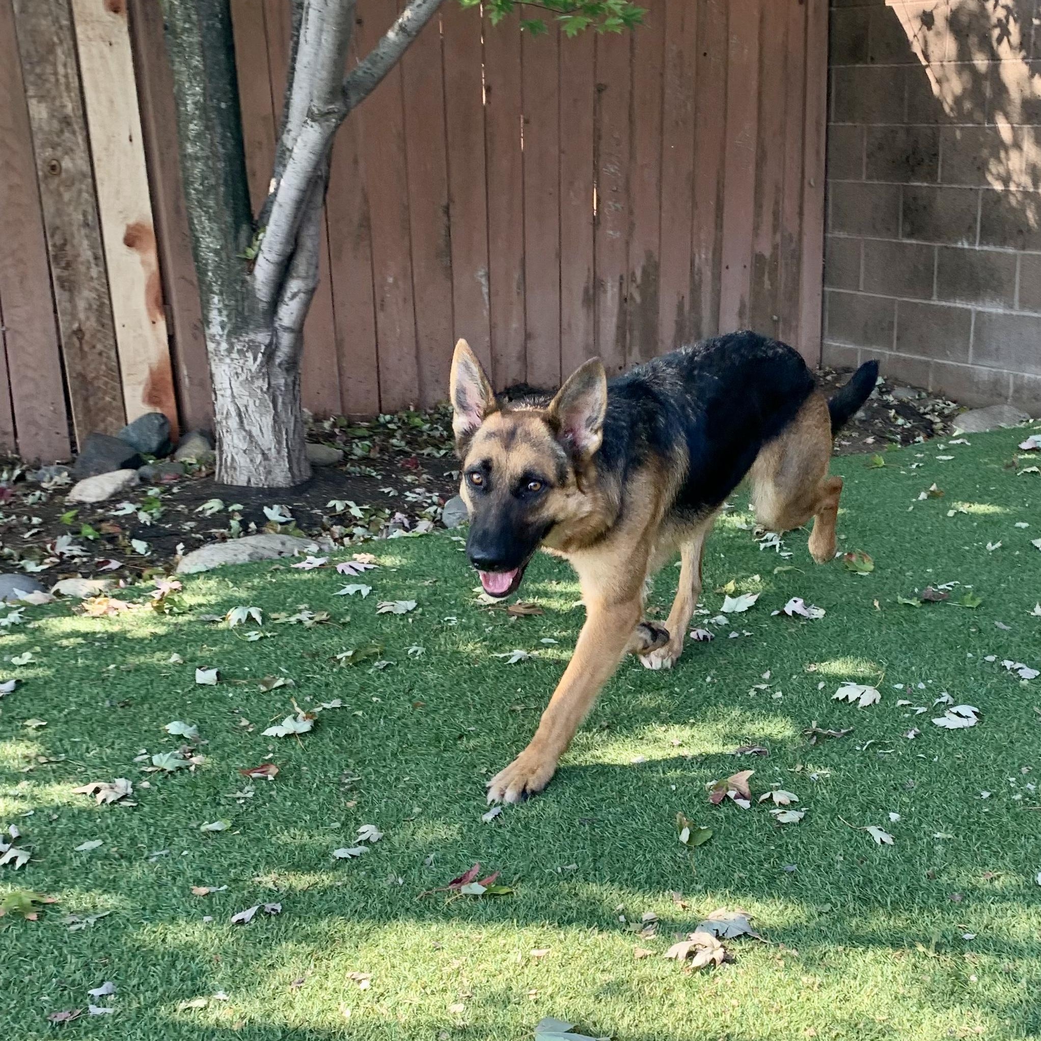 Enlarge Dolly Barkton, a Adoptable German Shepherd Dog in Grass Valley, CA image 2/6