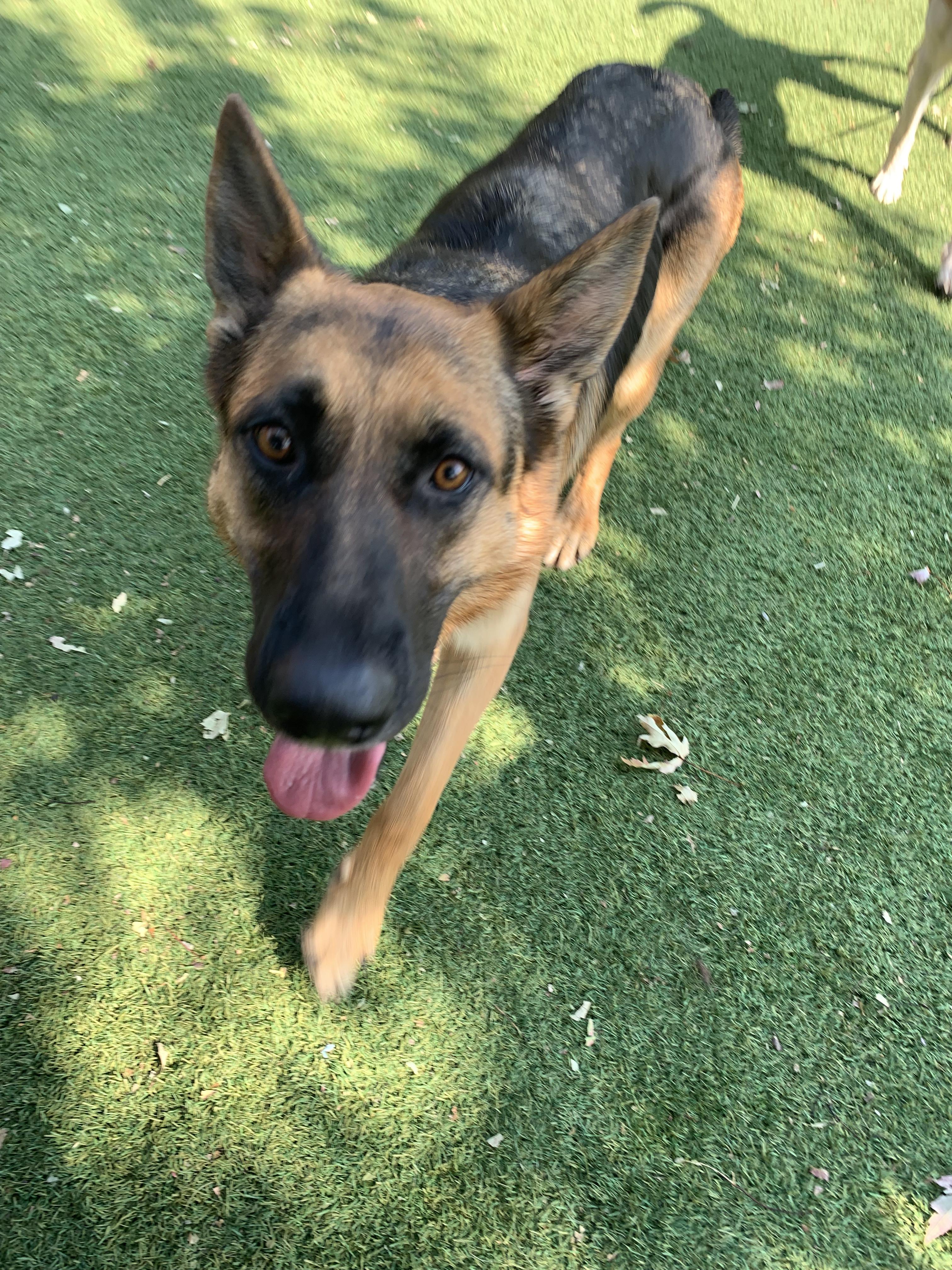 Enlarge Dolly Barkton, a Adoptable German Shepherd Dog in Grass Valley, CA image 4/6
