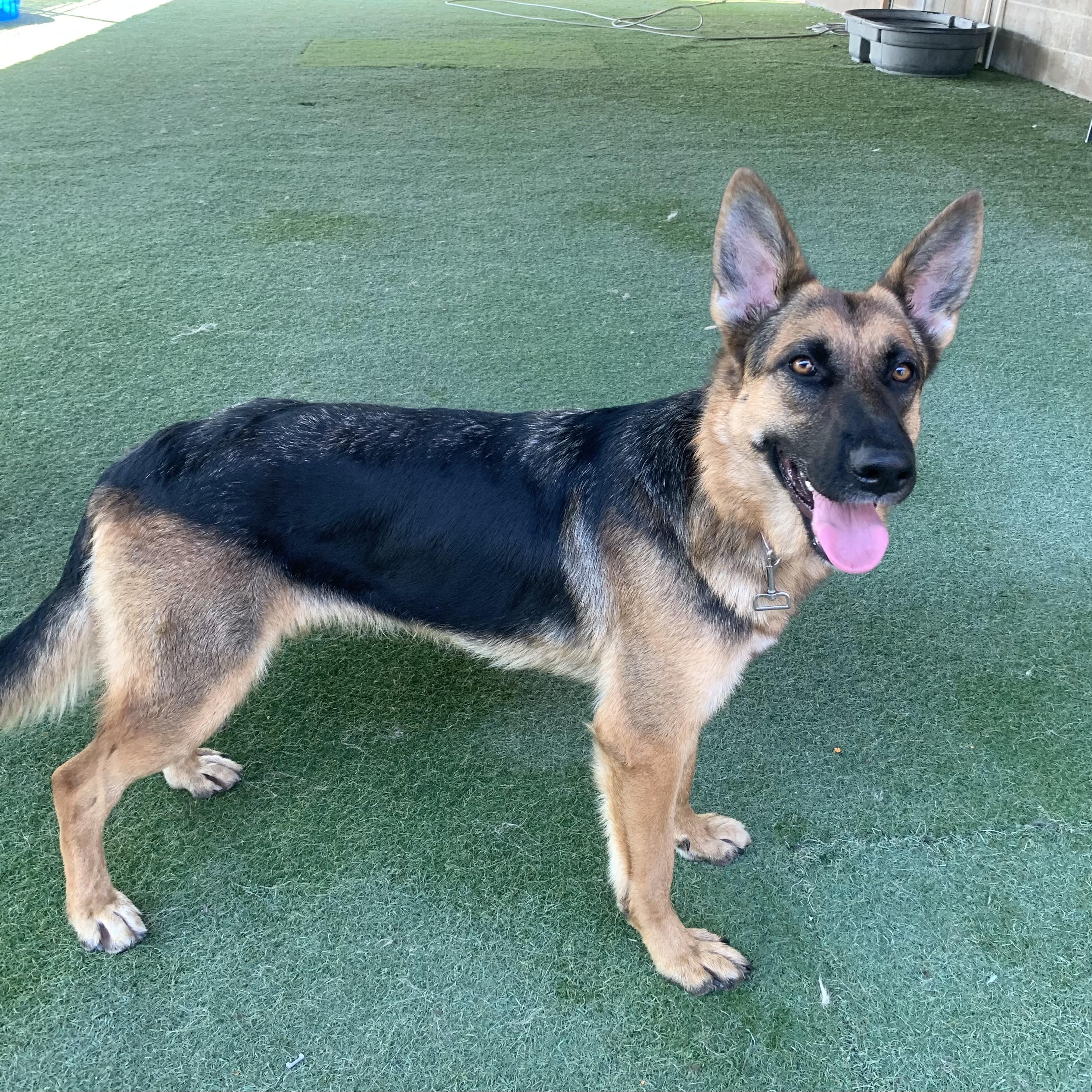 Enlarge Dolly Barkton, a Adoptable German Shepherd Dog in Grass Valley, CA image 1/6